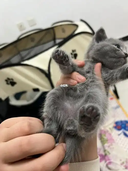 怎样区分公母猫