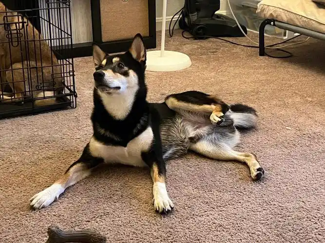 小狗狗腿突然一直翘着