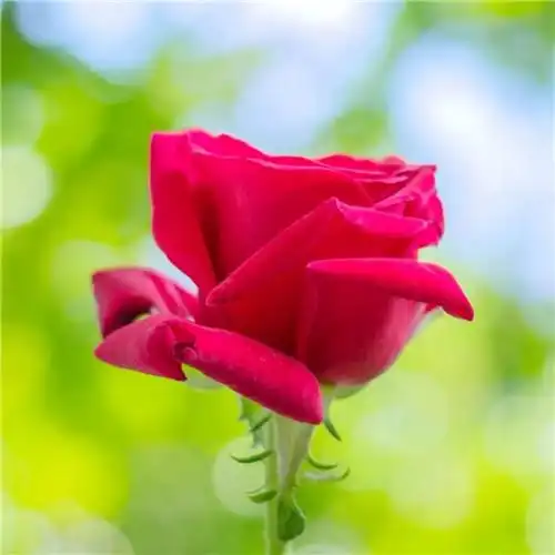 美丽鲜花头像图片大全 高清好看的唯美意境花朵微信头像_植物头像