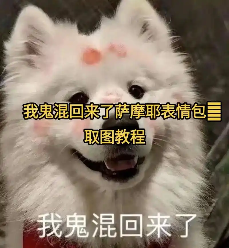 我鬼混回来了萨摩耶表情包原图出处.#我鬼混回来了 #我鬼混回 - 抖音