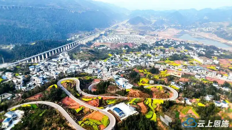 组图| 巴东:高铁小镇油菜花儿开-社会-云上恩施