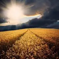 微信头像田园风景麦田_微信头像图片大全