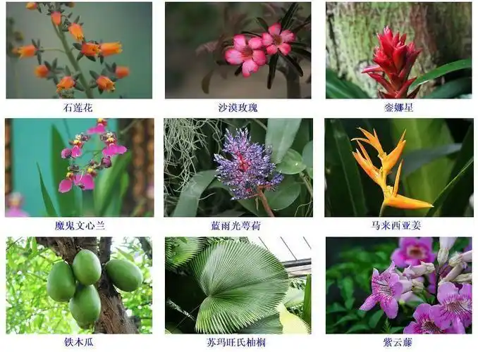 植物花名大全图片花卉图片大全及花名