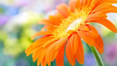 橙色大丁草花在水中 壁纸