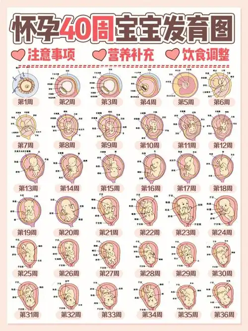 怀孕40周胎儿每周的变化及孕妈注意事项