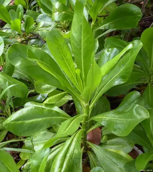 鲜三七叶子这样子吃不知道合不合你们胃口