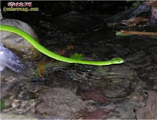青蛇照片各种青蛇图片大全