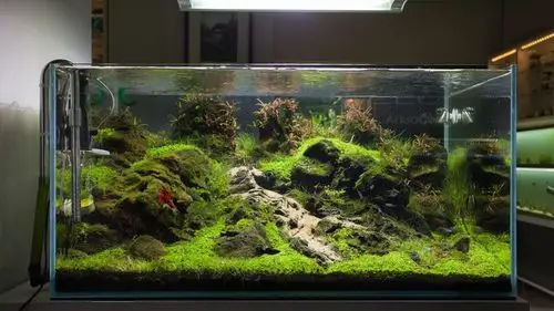 本色水景|90cm水草缸:怪石嶙峋一小溪激流而下!