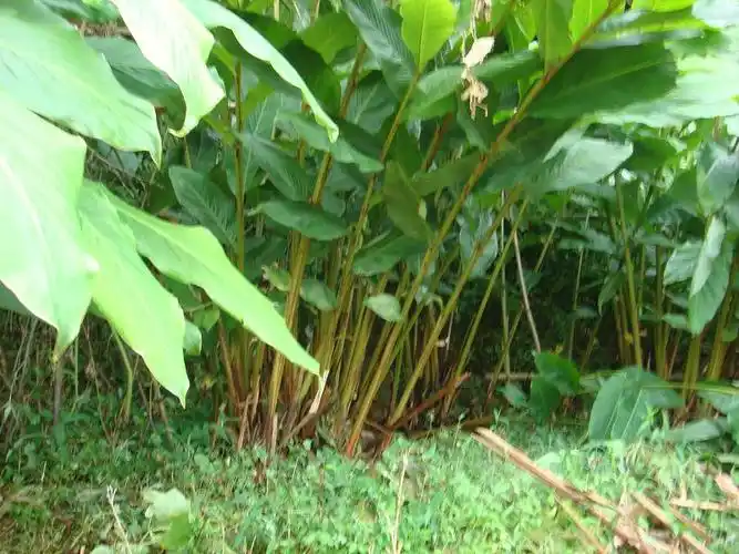 p>草果(学名: i>amomum tsaoko /i> crevost et lemarie)是姜科,豆蔻