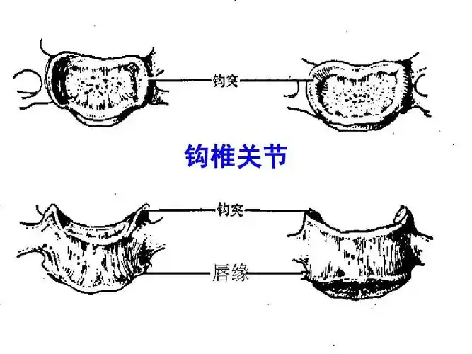 脊柱解剖学基础ppt