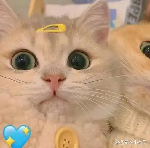 可爱小猫咪双人头像他来了
