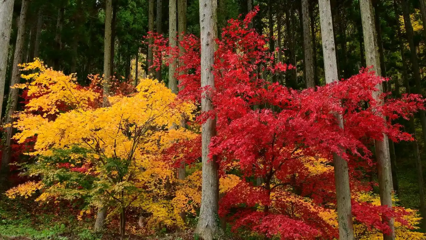 看看风景 血红枫叶