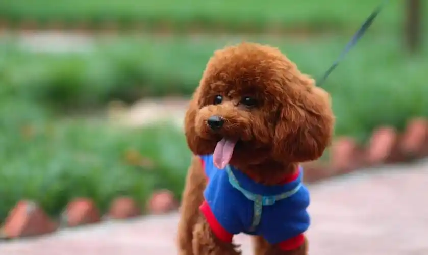 "纯种"泰迪犬才有的6个特征,很多人养的是串串(纯种泰迪犬什么颜色最