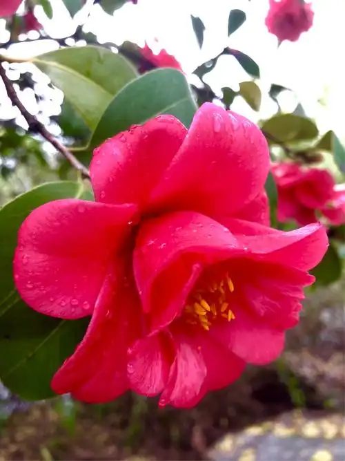 手机随拍百花争艳图