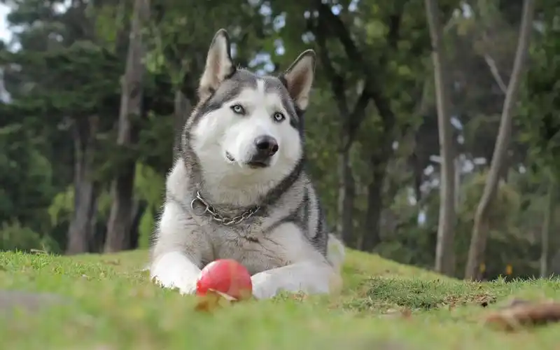 二哈哈士奇呆萌高清桌面壁纸