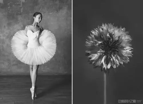 优雅的芭蕾舞者黑白摄影比拟花朵绽放的姿态