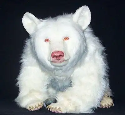 带你走进白化动物的世界