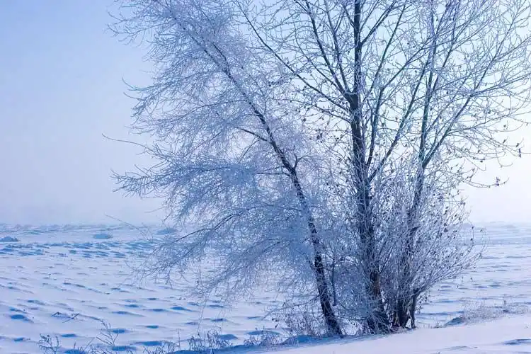 北风,求一副跟北风有关的图片