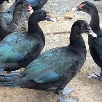 番鸭 黑番公母均有货