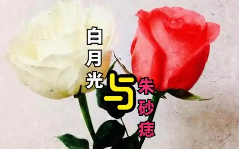 王茗大籽白月光与朱砂痣记忆里的那只红玫瑰与白玫瑰