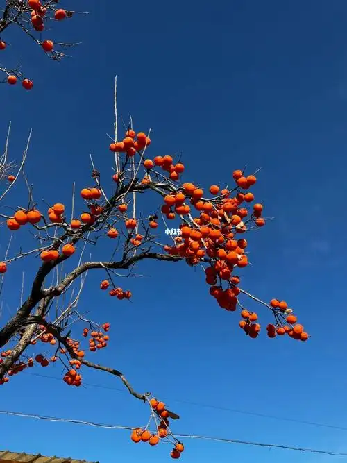 1080_1440竖版 竖屏