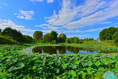 豪哥街拍#——艳阳和祥云笼罩下的荷塘盛夏——北国小城的唯美风光(*