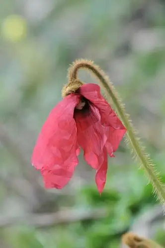 红花绿绒蒿(香格里拉高山植物园供图)