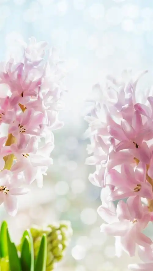 关键词 : 花,唯美,浪漫,花季,彩色,h5,h5,摄影,风景[声明] 觅元素所有