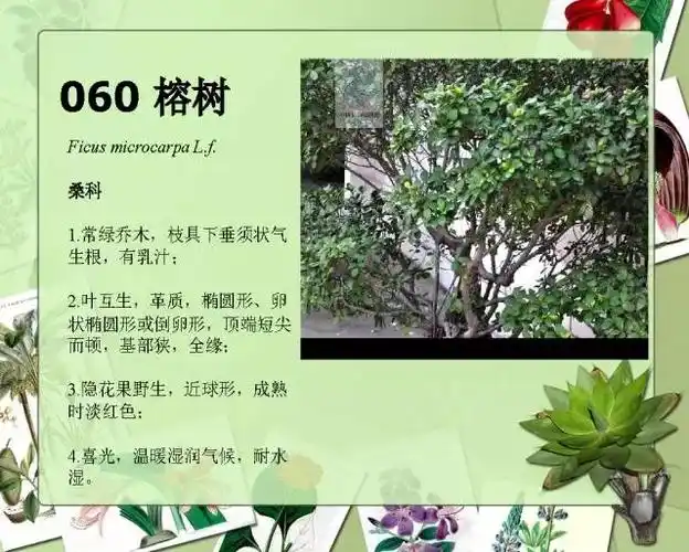 [分享]100种常见园林植物图鉴