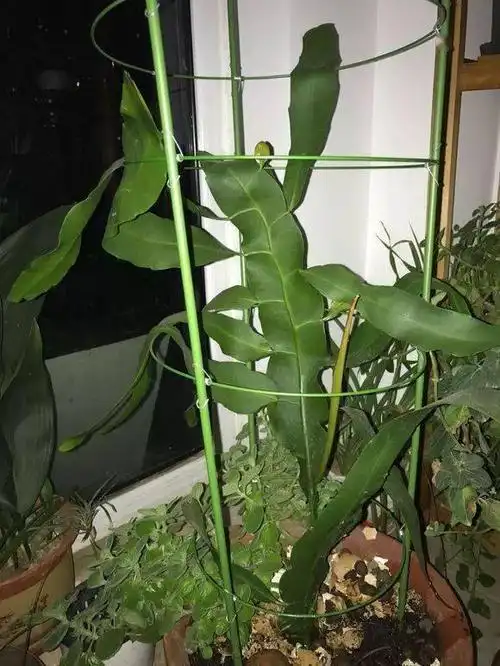 一片昙花叶子50年后变成花墙开花300朵以上