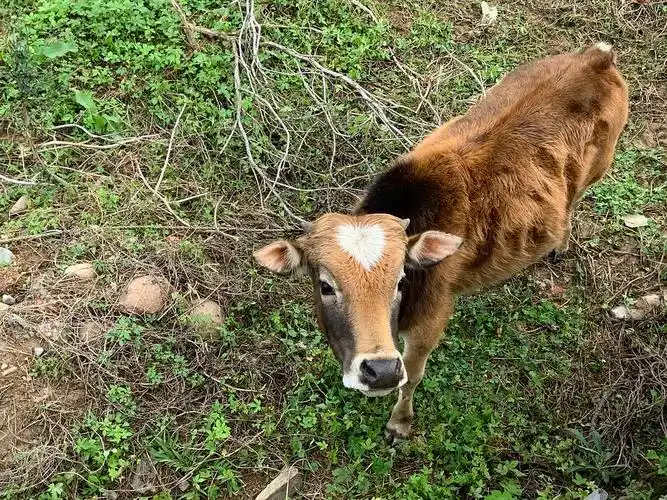 路遇头顶心心的小牛崽