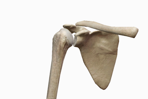 肱骨|肩胛_网易订阅