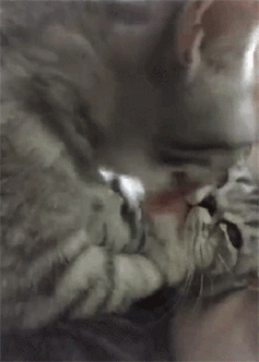 250_350竖版 竖屏gif 动态图 动图