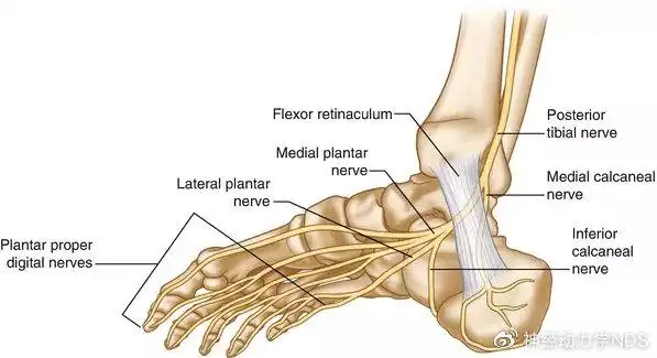 一,什么是踝管综合征