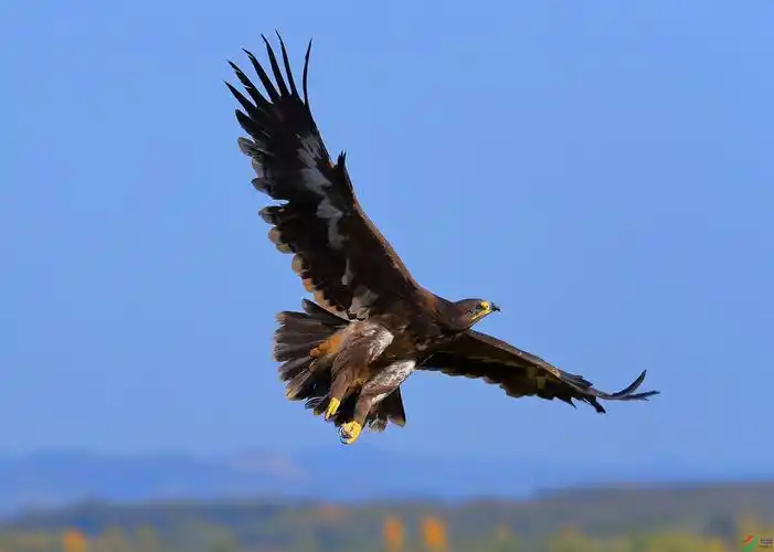 草原雄鹰之草原雕