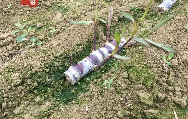 广西水果甘蔗种苗批发甘蔗种子批发抗寒冷新品种