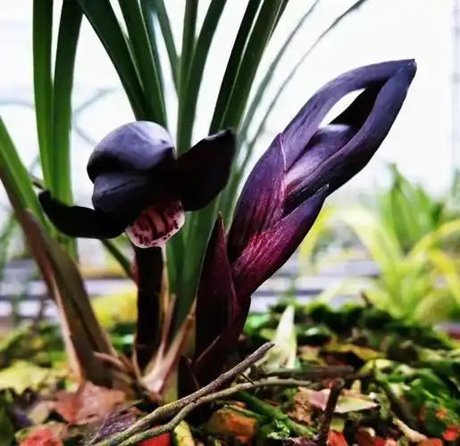 贵州兰花的代表,有人说它是春兰"红花之王",曾经26万一株