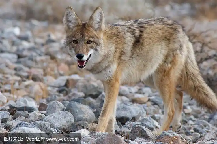 丛林狼,褐色,水平画幅,动物耳朵,动物身体部位
