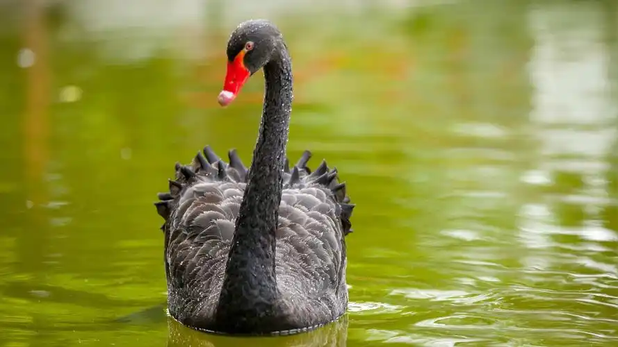 湖面上的黑天鹅桌面壁纸第4张