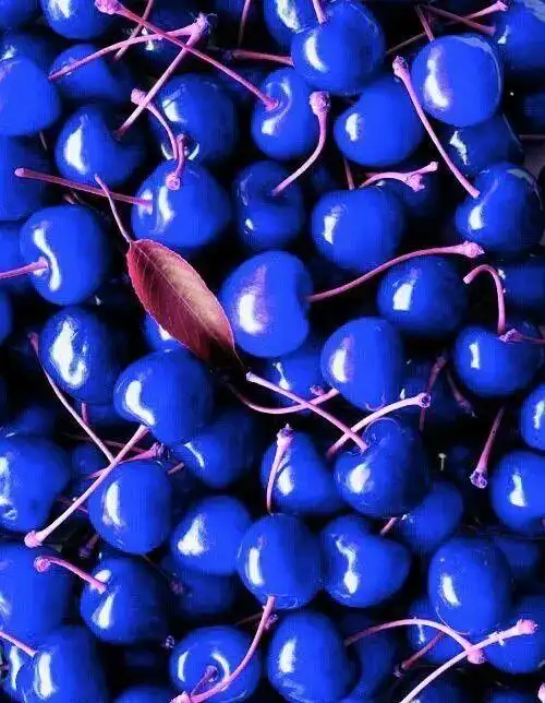 樱桃听说红色的最甜,但是蓝色的也非常甜哦,虽然我们很少见这样的,看