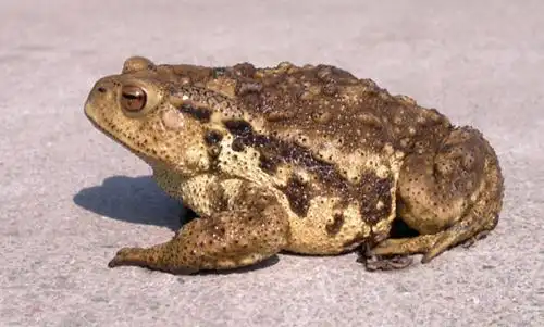 为了治痘痘 女研究生吃癞蛤蟆中毒进了icu