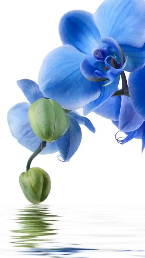 桌布 蓝色蝴蝶兰,水,白色背景 3840x2160 uhd 4k 高清桌布, 图片, 照