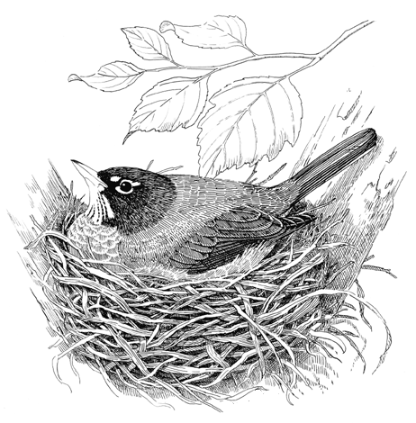 小鸟在鸟巢的简笔画鸟巢和鸟简笔画鸟窝怎么画鸟窝简笔画步骤鸟巢怎么