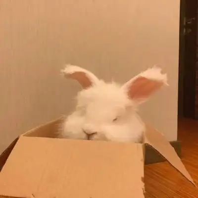 毛绒绒兔兔可爱微信头像