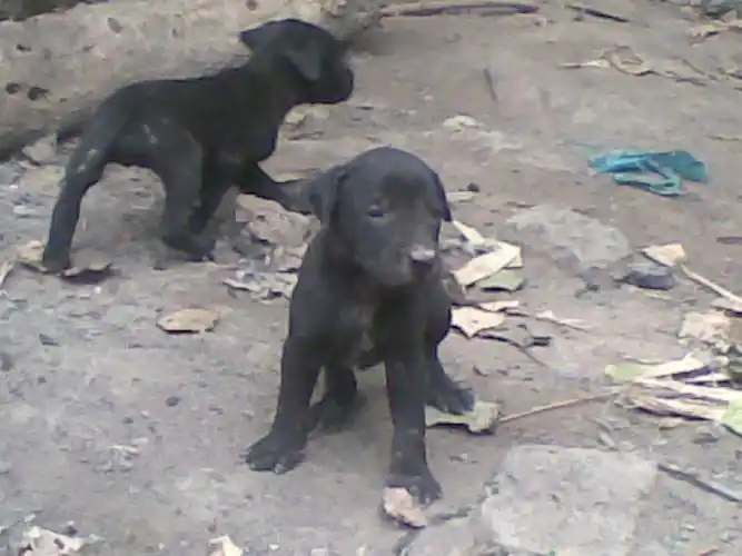 展开全部 黑狼犬的幼崽,长大后会变成立耳,棕色眼睛