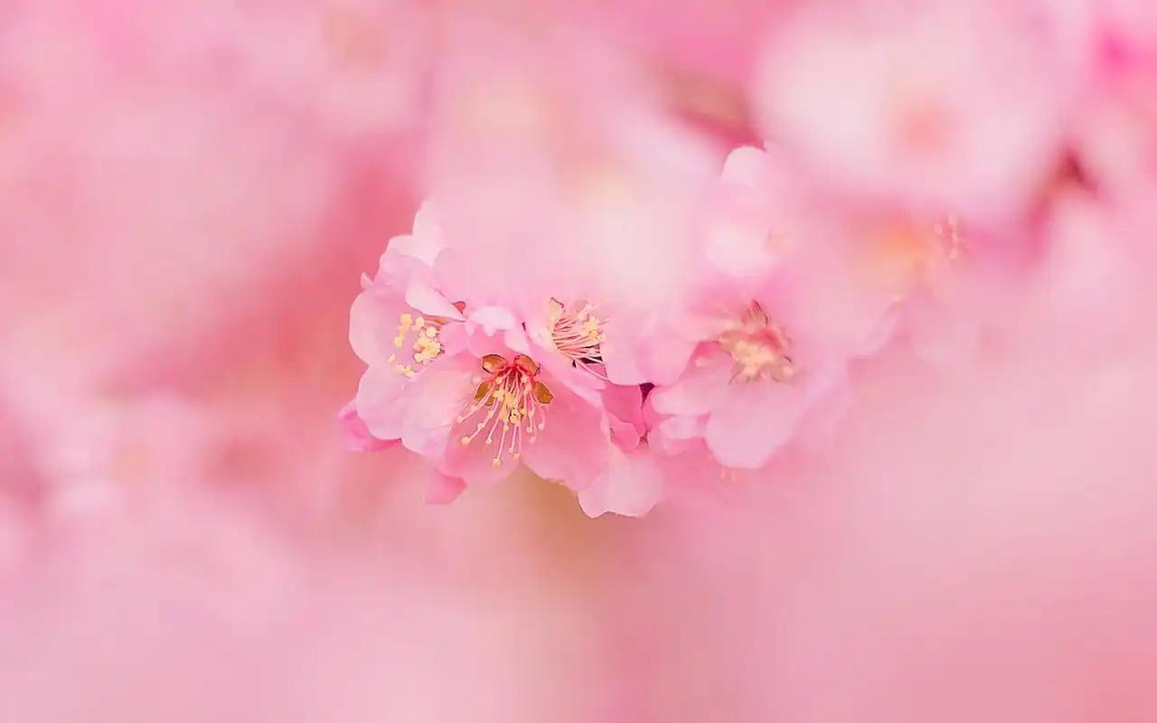 分享一组1920x1200的唯美粉嫩桃花高清摄影图片电脑壁纸~清新粉色花卉