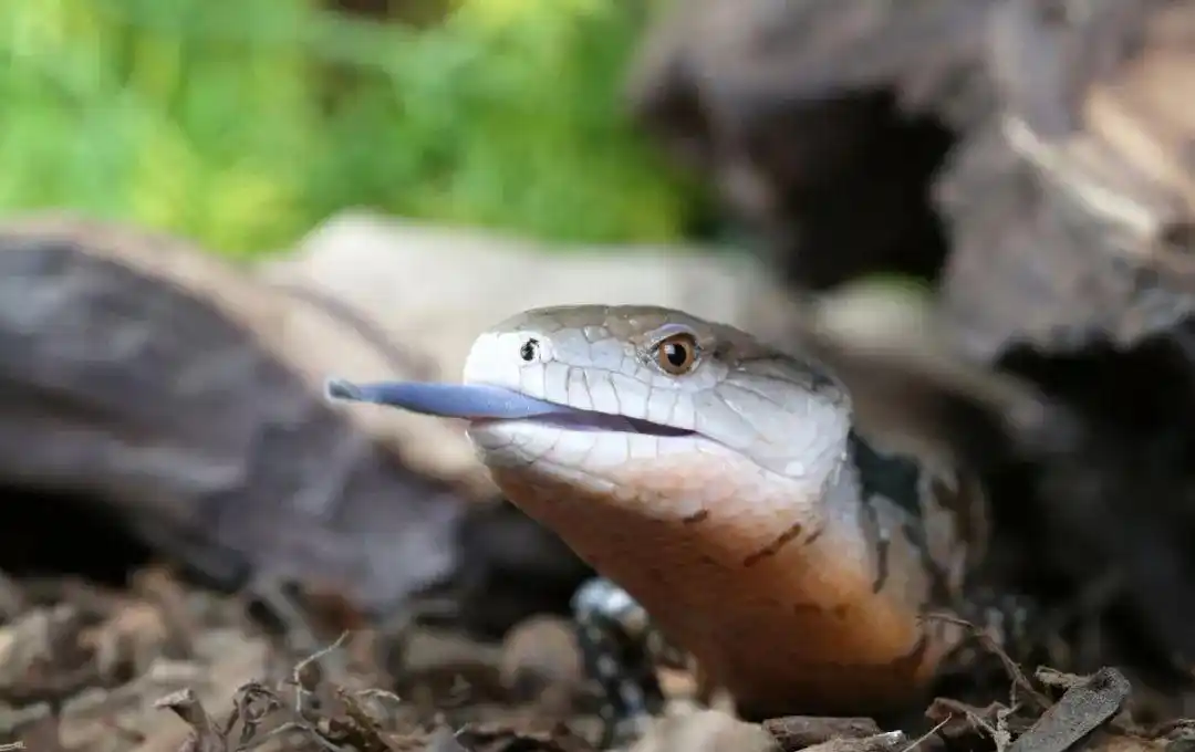 蓝舌石龙子怎么饲养?