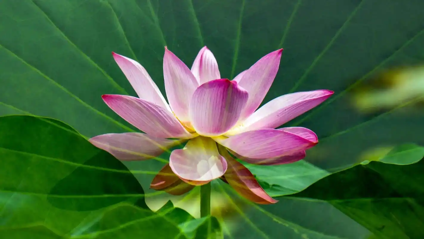 荷花    #早安吉祥 #美好的一天从我的问候开始 #祝刷到 - 抖音