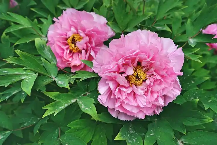 皆种植牡丹大为感动的他 走访民间对洛阳的牡丹历史,栽培,品种及民俗