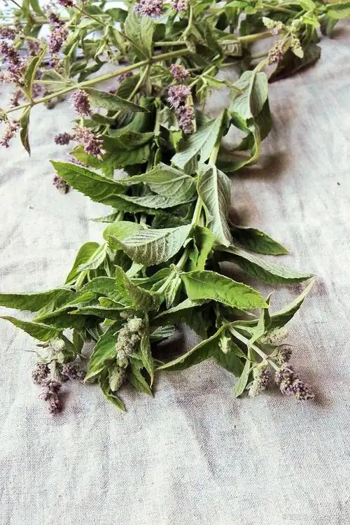 藿香不仅是中药,在复合香料应用中它也有位置,只是被人们淡忘